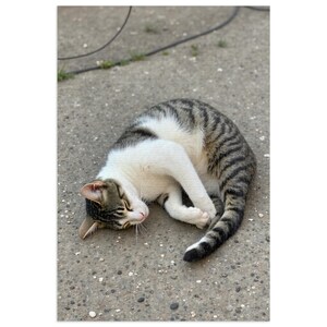 Cozy Cat Jigsaw Puzzle with Tin, Cat Lover Gift, Home Decor, Fun Activity, Family Game, Pet-themed Puzzle