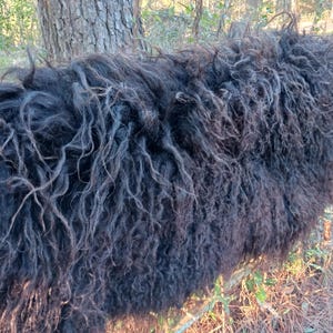Puede incluir: Primer plano de un animal negro con pelo largo y rizado. El pelaje parece grueso y texturizado, con mechones grises mezclados. El fondo muestra una vista borrosa de un tronco de &aacute;rbol y follaje.