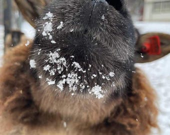 BALANCE RESERVED CUSTOM listing