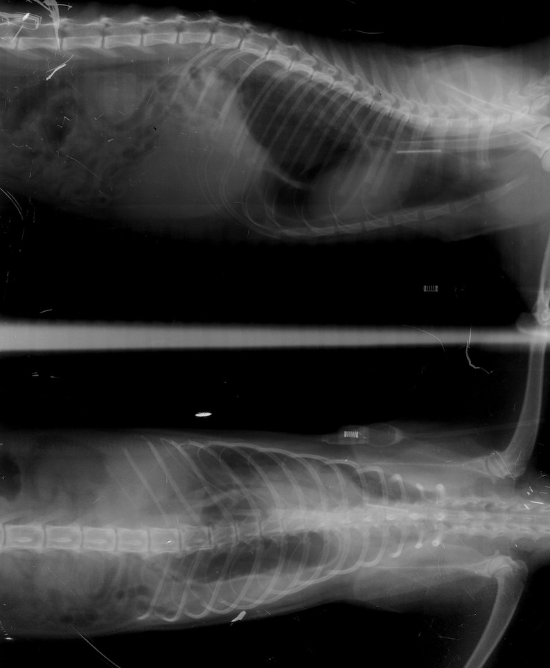Veterinary X-ray Print Collection: Cat & Dog Anatomy - Digital Download ...