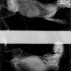 May include: Two grayscale X-ray images of a small animal, likely a cat or dog, are shown. The top image displays the animal in a running position, while the bottom image shows the animal lying down. The skeletal structure is visible.