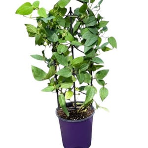 May include: A potted plant with vibrant green leaves and a black trellis for support. The plant is in a deep purple plastic pot, set against a white background. The leaves are a mix of light and dark green.