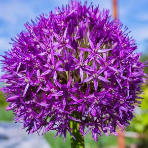 Giant Gladiator Allium Bulb-Allium Giganteum Purple - 3 Bulbs Big