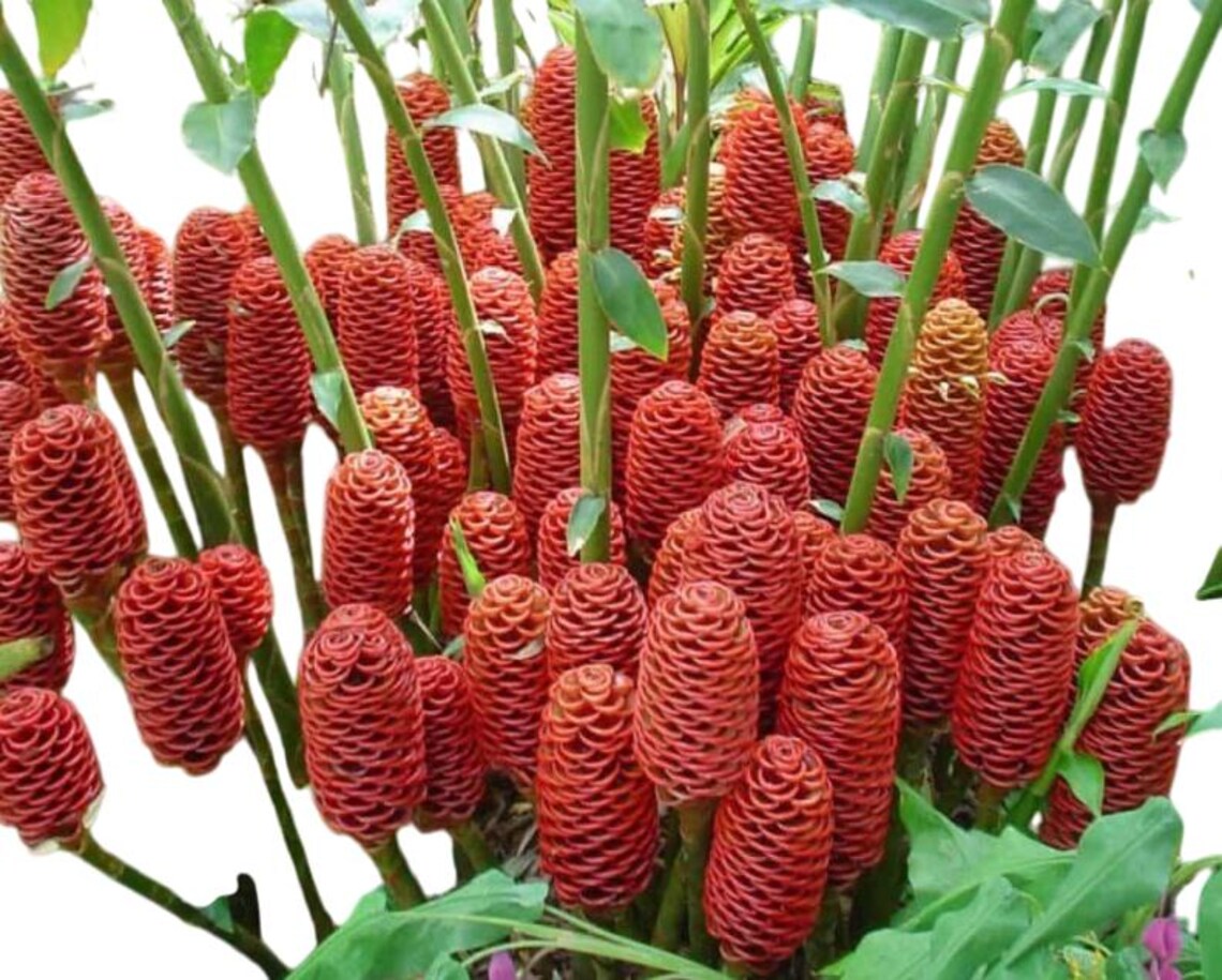 Shampoo Ginger Ryzome 6 Fresh Shampoo Ginger Plant Rhizomes Shampoo Ginger Roots Zingiber ...