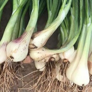 May include: A close-up of a bunch of fresh green onions. The onions have white bulbs with purple hues and long, green stalks. The roots are visible, and the background is a neutral tone.