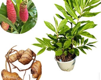 May include: An image showcasing various parts of a ginger plant. It includes vibrant red ginger flower heads, a potted plant with lush green leaves, and several ginger rhizomes. The composition highlights the plant's different stages.