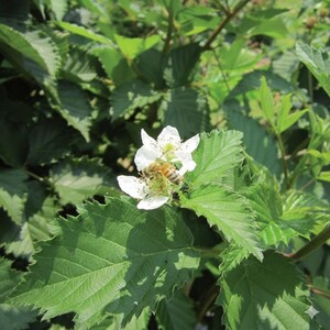 May include: A close-up shot of a bee pollinating a white flower. The flower is surrounded by large, green leaves with serrated edges. The bee is brown and yellow, and the flower has a yellow center.