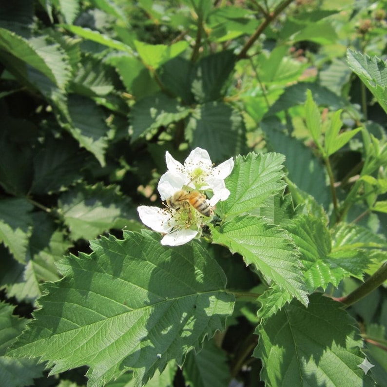 May include: A close-up shot of a bee pollinating a white flower. The flower is surrounded by large, green leaves with serrated edges. The bee is brown and yellow, and the flower has a yellow center.