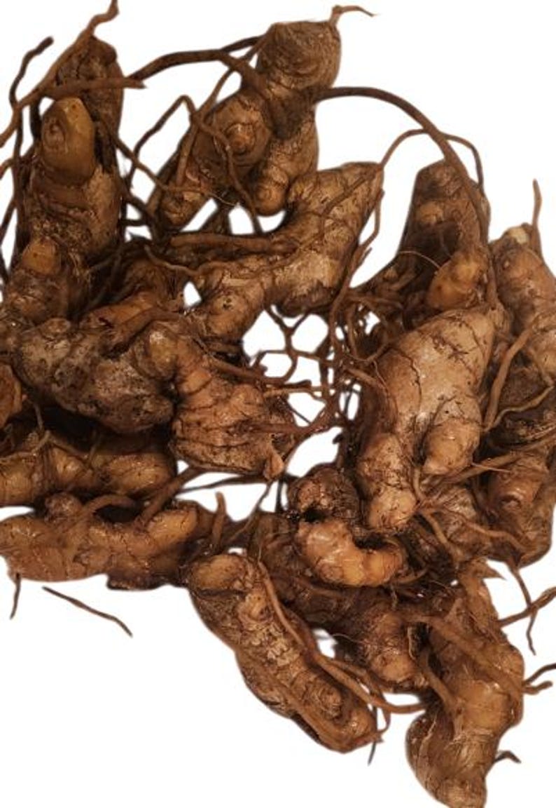 6 Fresh Shampoo Ginger Plant Rhizomes Shampoo Ginger Roots Zingiber ...
