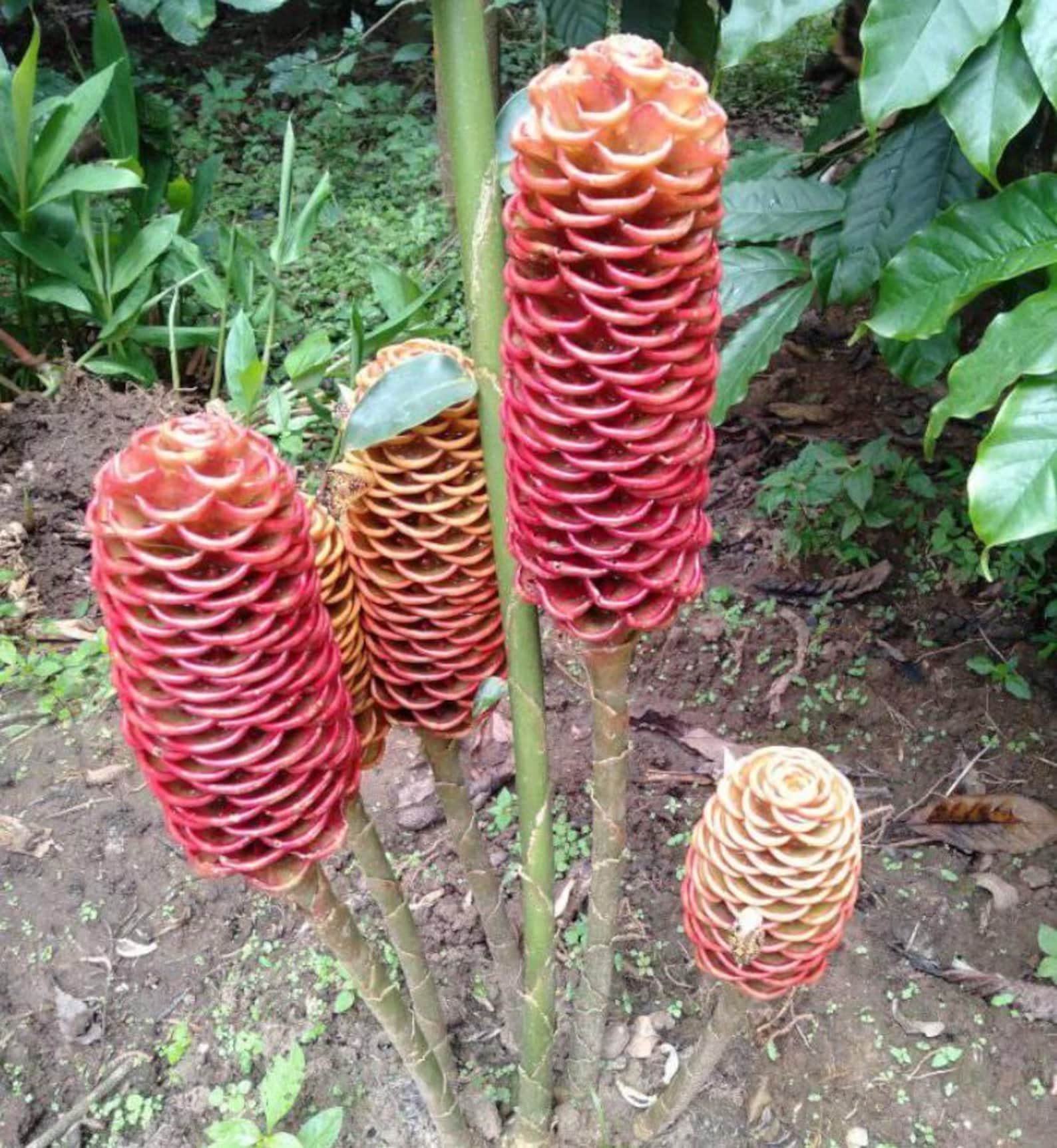 Shampoo Ginger Ryzome 4 Fresh Shampoo Ginger Plant Rhizomes Shampoo Ginger Roots Zingiber ...