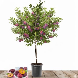 May include: A small plum tree in a black pot, laden with ripe, purple plums. The tree has green leaves and a brown trunk. A bowl of plums and jam sits on a wooden surface in front of the tree.