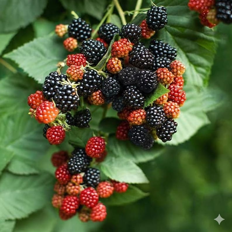 May include: Close-up of a blackberry bush with green leaves and clusters of ripe and unripe berries. The ripe berries are a deep black color, while the unripe ones range from red to orange.