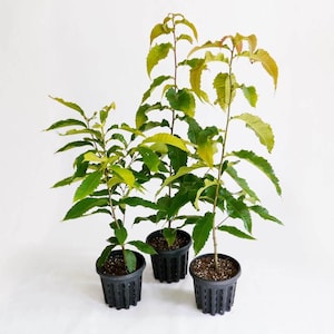 May include: Three young chestnut trees in black plastic pots. The trees have green and yellow leaves and slender brown stems. The pots are filled with soil and are set against a white background. The plants are a vibrant green.