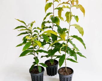 May include: Three young chestnut trees in black plastic pots. The trees have green and yellow leaves and slender brown stems. The pots are filled with soil and are set against a white background. The plants are a vibrant green.