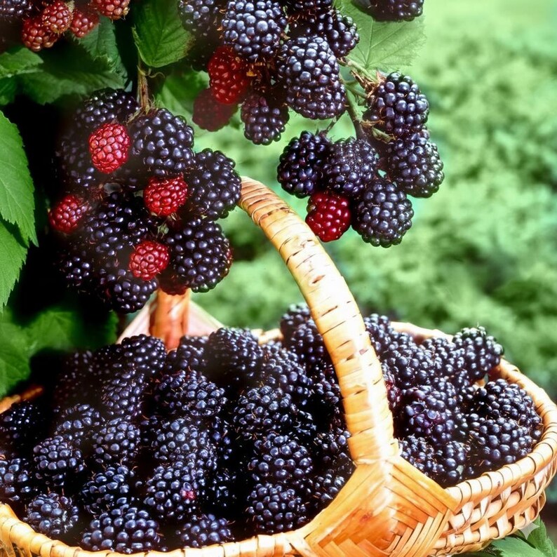 May include: A wicker basket overflowing with ripe blackberries, some still attached to the vine. The berries are a deep, rich purple-black, with a few red berries interspersed. The basket has a woven handle and sits against a blurred green background.