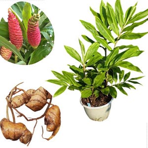 6 Fresh Shampoo Ginger Plant Rhizomes Shampoo Ginger Roots Zingiber  Zerumbet Pinecone Rhizome Plant Awapuhi Shampoo Ginger Roots - Etsy