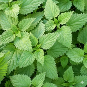 May include: Close-up of a collection of bright green leaves with serrated edges. The leaves have a textured surface with visible veins, creating a natural, organic pattern. The image showcases a dense arrangement of foliage.
