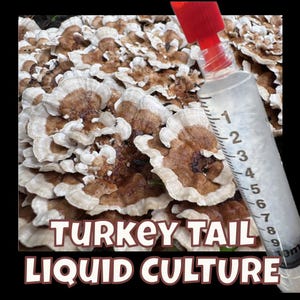 Turkey Tail (Trametes versicolor), Liquid Culture Syringe 10ml/20ml