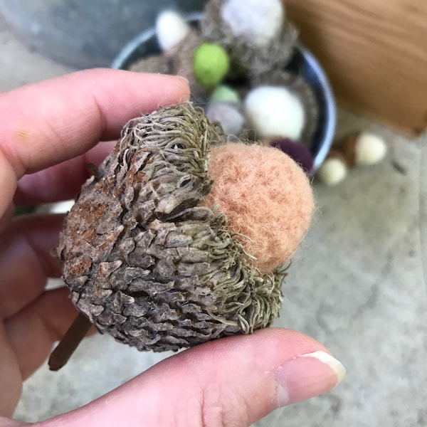 Large and medium needle felted acorns (burr oak) - Free shipping