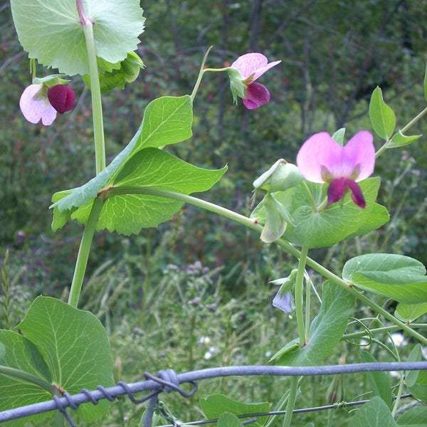 Dwarf Gray Sugar Snow pea seeds