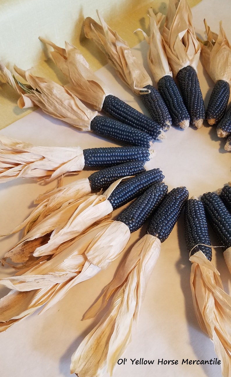 20 ears of mini Baby Blue popcorn with husks / edible popcorn Etsy