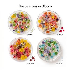 May include: Four circular clear containers filled with pressed flowers labeled The Seasons in Bloom. Each container represents a season: Spring with pastel petals, Summer with warm tones, Autumn with deep reds and yellows, and Winter with cool blue and green hues.