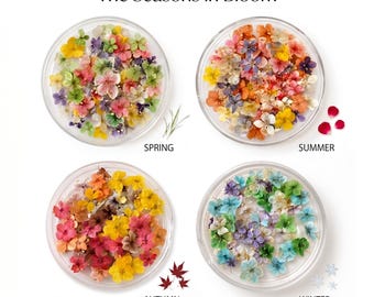 Miniaturas de flores secas das quatro estações para nail art, minúsculas flores prensadas reais, microbotânicos para artesanato em resina e selos de cera.