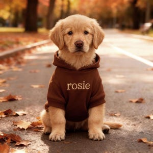 May include: A golden retriever puppy wearing a brown hoodie with the name "rosie" embroidered on it. The puppy is sitting on a paved path with fallen leaves, with a blurred background of trees.