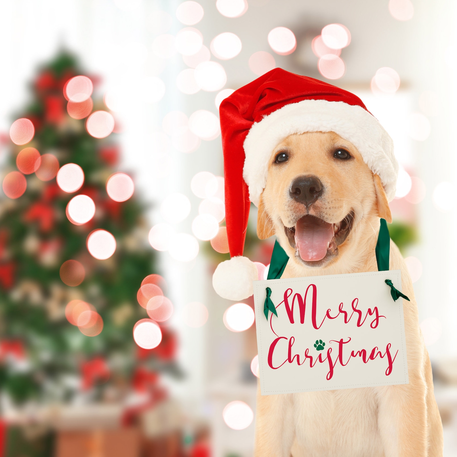 Christmas Picture Ideas With Dogs