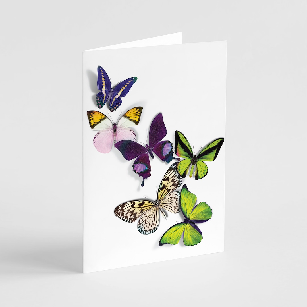 24 Butterfly Greeting Cards Box Set Blank Notecards Beautiful Wings All ...
