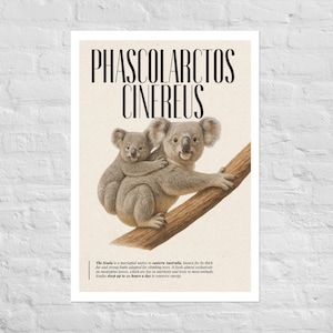 Stampa artistica di Koala – Illustrazione vintage di fauna selvatica, poster retrò di animali per la decorazione murale