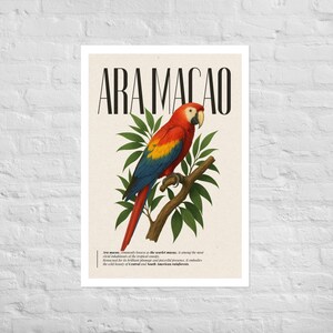 Macaw Parrot Art Print – Vintage Botanical Bird Illustration for Wall Decor