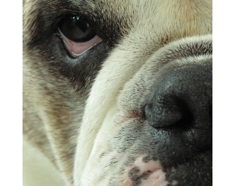 Bulldogge Gesicht Fotokunst: Dramatische Schlafzimmer Dekor (Digitaler Download)