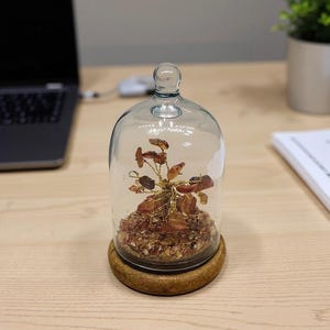 Op de afbeelding: Een decoratieve glazen stolp met een houten voet, met een miniatuur boomsculptuur. De boom heeft bruine en oranje elementen, geplaatst op kleine houtsnippers. De stolp staat op een lichtgekleurd houten oppervlak.