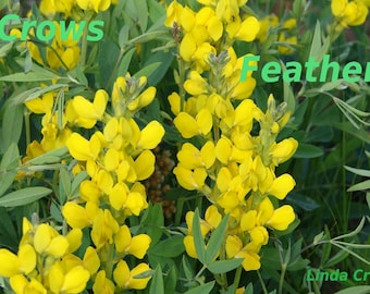 Yellow wild Snapdragon flower, Nature digital photography, A place of Sunshine, single download, unique home or office decor