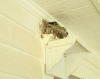 Barn Swallow Droppings Catcher