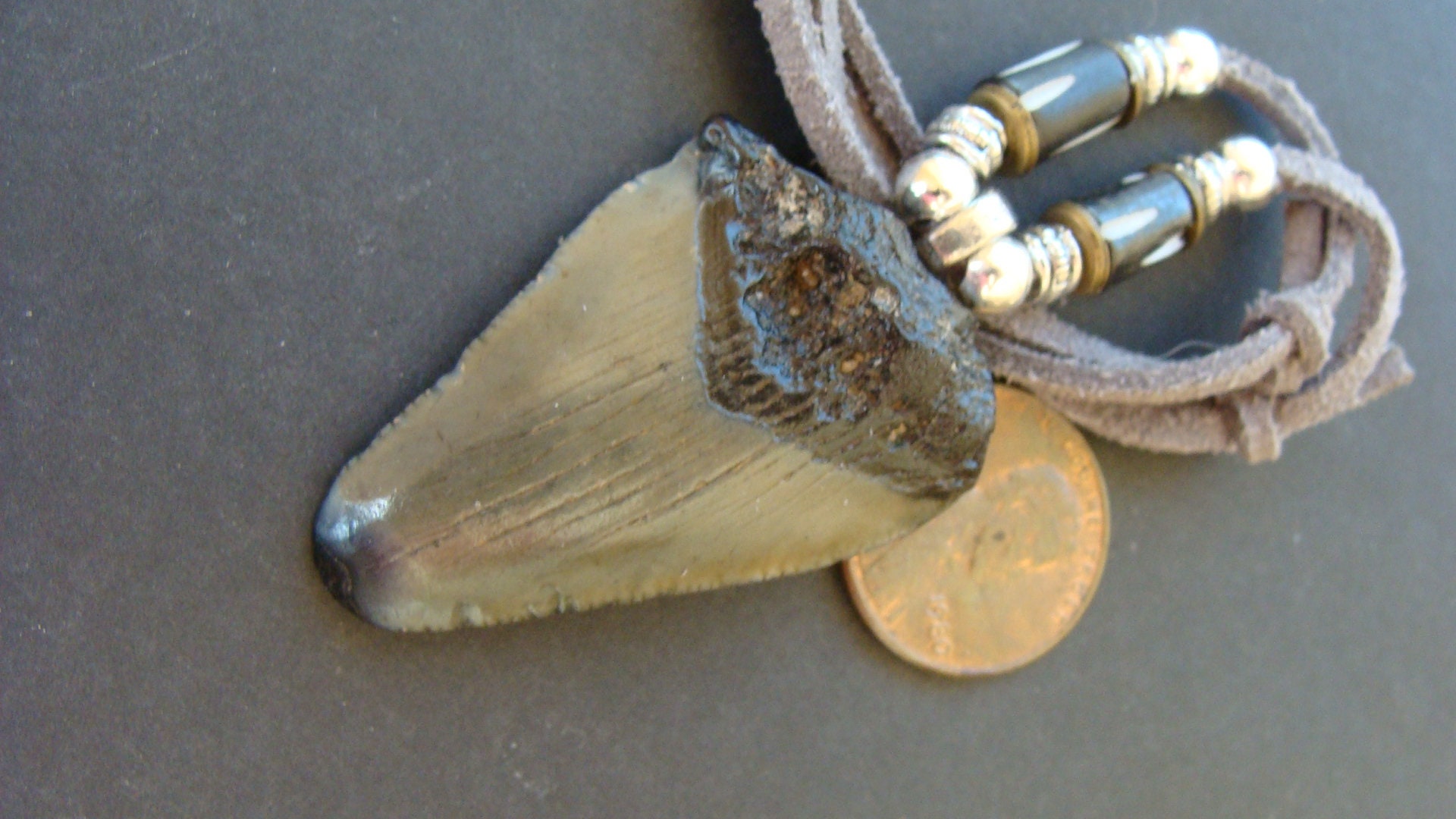 Peruvian shark tooth necklace for sale | Buried Treasure Fossils