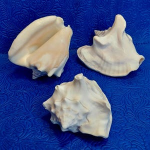 May include: Three large, off-white seashells with textured surfaces are arranged on a blue background. The shells vary in shape, with one having a prominent spiral, and another a flared opening. The shells have subtle pink and beige hues.