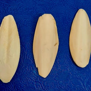 Könnte beinhalten: Drei cremefarbene, ovale Tintenfischknochen liegen auf einer strukturierten blauen Oberfläche. Die Tintenfischknochen haben eine glatte, leicht gebogene Form, mit einer sichtbaren Textur auf einer Seite. Der Hintergrund ist ein tiefes Blau mit floralem Muster.