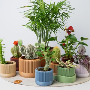 Può includere: Una collezione di piante in vaso, tra cui cactus e piante verdi, di varie dimensioni e colori. I vasi sono cilindrici con disegni a coste verticali, nelle tonalità del beige, marrone, blu, verde e viola. Le piante sono disposte su un tappetino circolare grigio.