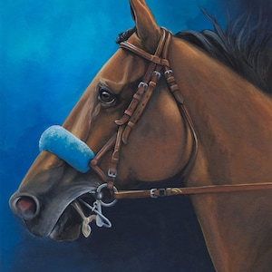 Può includere: Un cavallo marrone con un nasetto blu e una briglia in pelle, su uno sfondo blu.