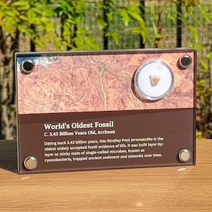 May include: A display featuring the "World's Oldest Fossil," a Strelley Pool stromatolite from the Archean period, 3.43 billion years old. The fossil is encased in a clear display with text describing its origin.