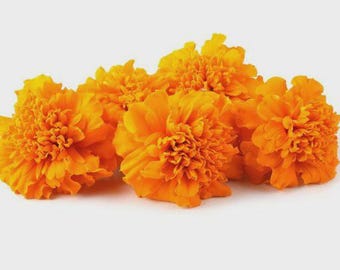 Fresh Flowers - Mary gold