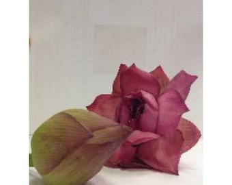 Lotus