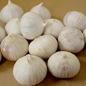 Solo Knoblauch, Java Solo Knoblauch, Wild Solo Knoblauch