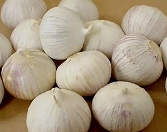 Ail solo : gousse simple, saveur douce et sucrée
