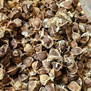 graines de moringa, graines de sehjan, graines fraîches de moringa oleifera, sahjan, graines de moringa ODC, graines de raifort, graines de pilon, mungna