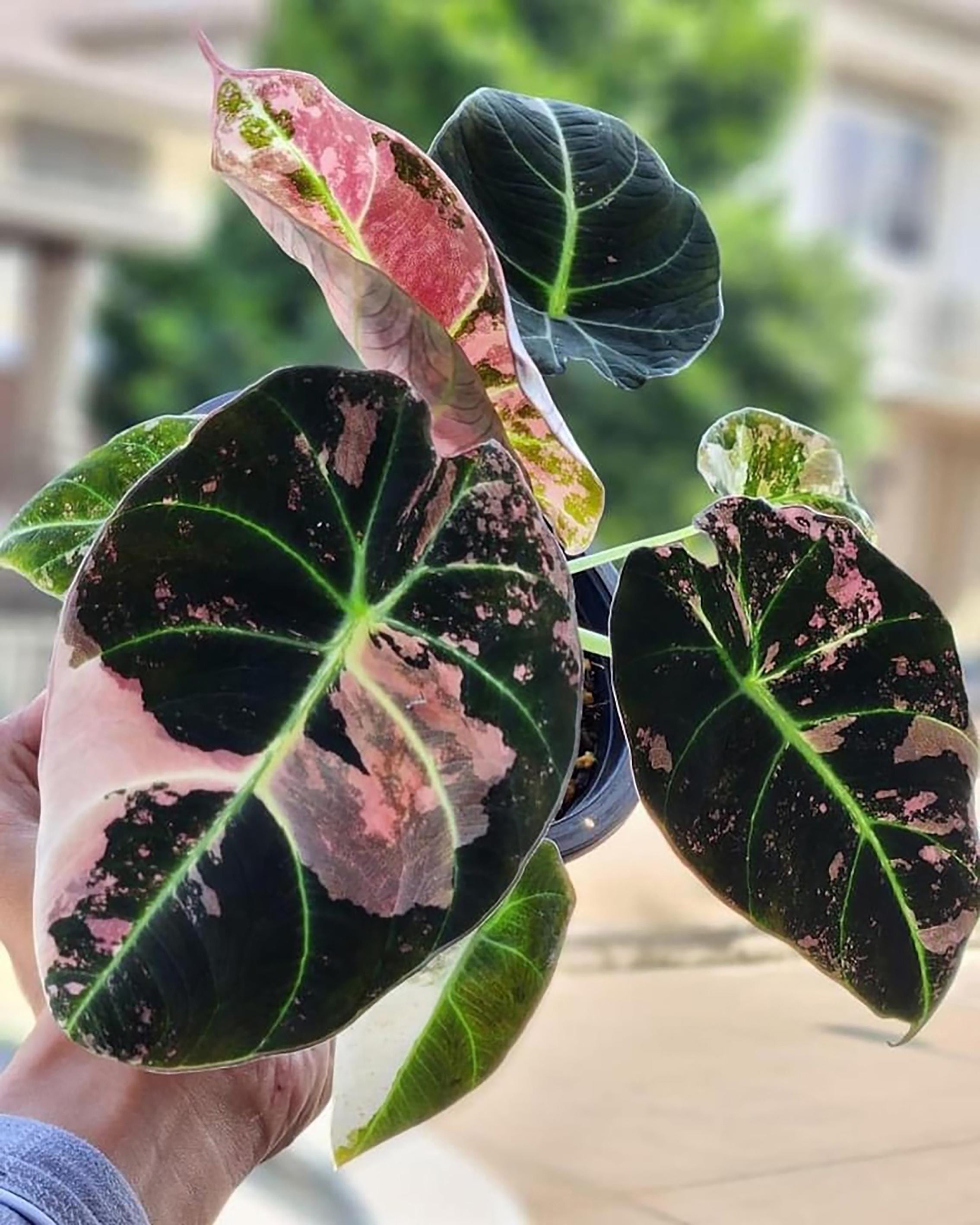 Nyoqi1-1】Alocasia Black Velvet Pink(TC) Alocasia Black Velvet