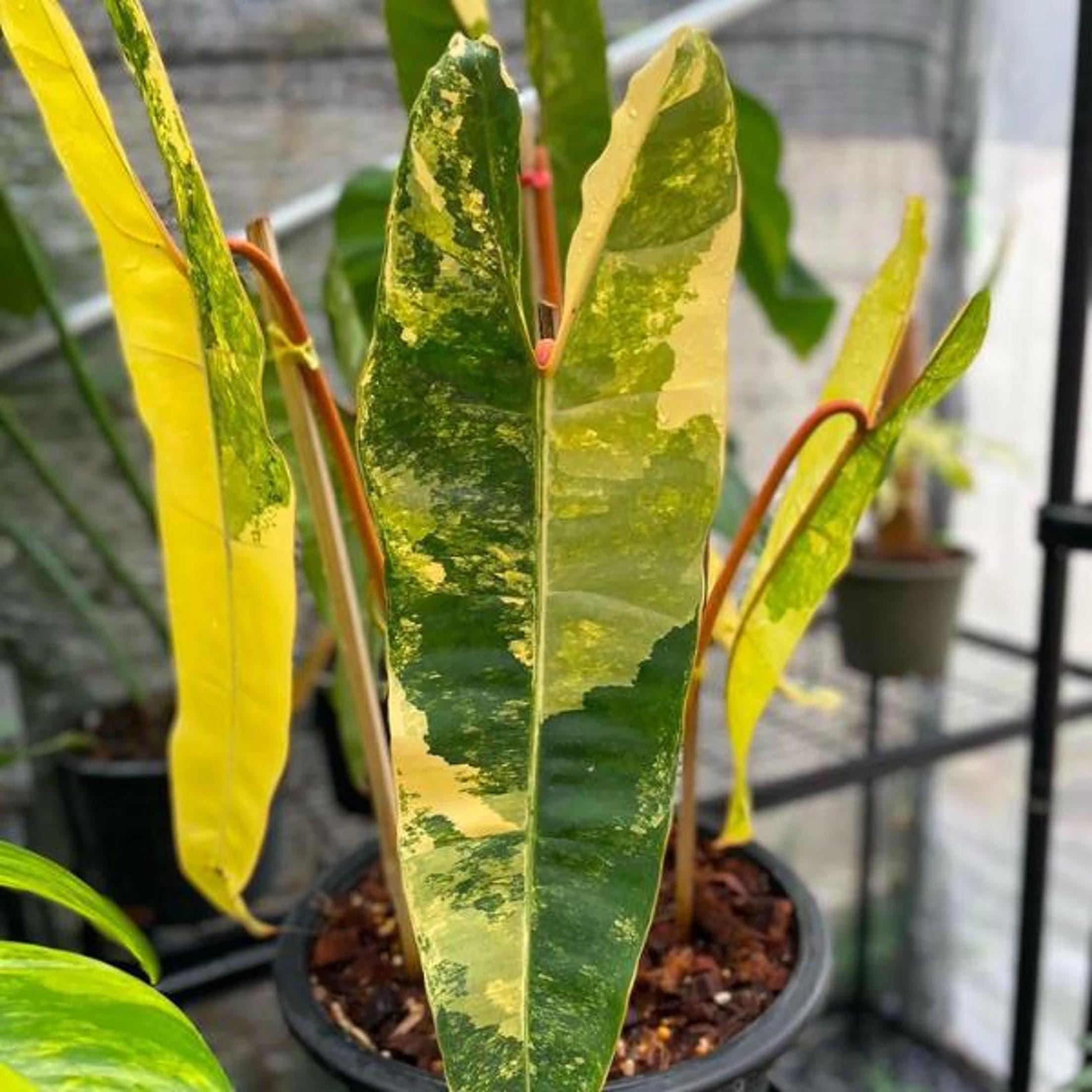Philodendron billietiae variegated - Etsy 日本