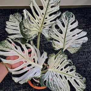 Monstera electro light - Etsy 日本